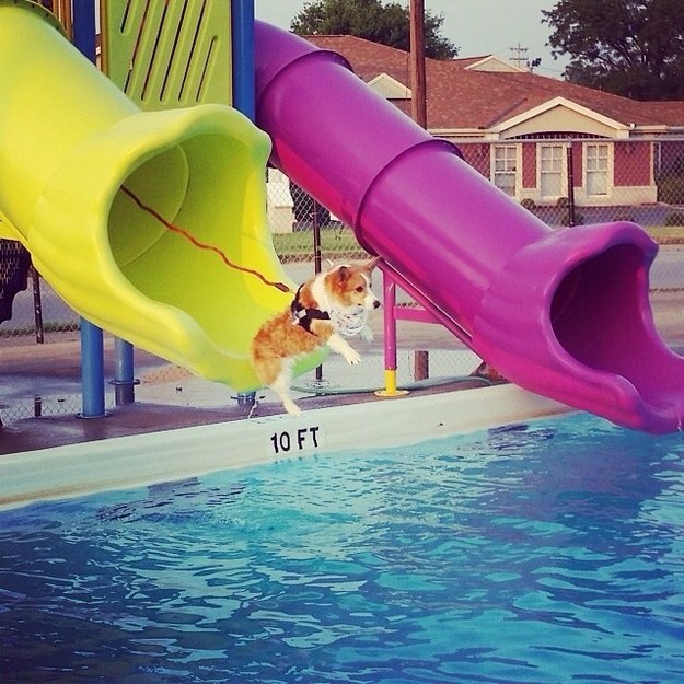 This dog who went down a water slide: