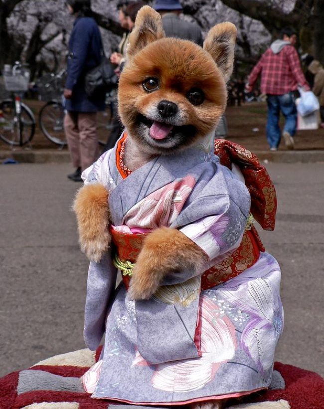 kimono shiba inu puppy
