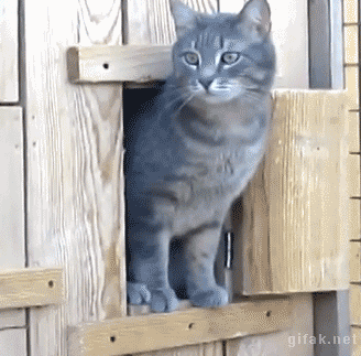 28 Animal GIFs Guaranteed To Make Your Worries Disappear