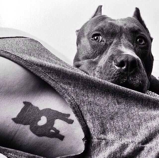 Pitbull tattoo