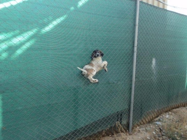 This dog who didn't think this through at all: