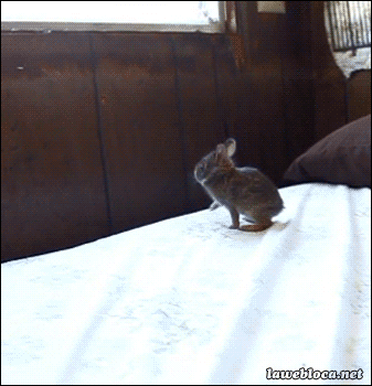 28 Animal GIFs Guaranteed To Make Your Worries Disappear