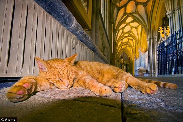 Louis the cat is often found sleeping by his favourite radiator in Wells cathedral in Somerset 