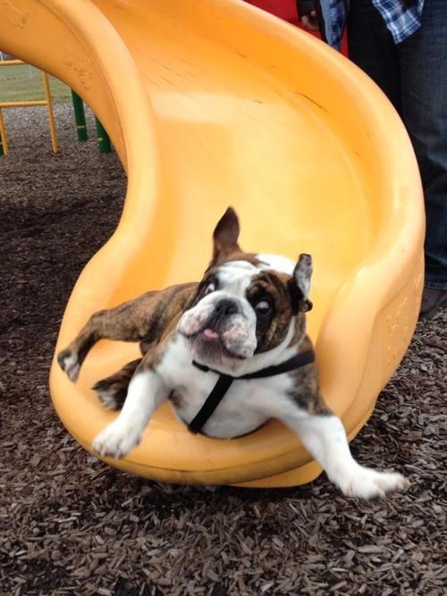 This dog who was just trying to play on the playground: