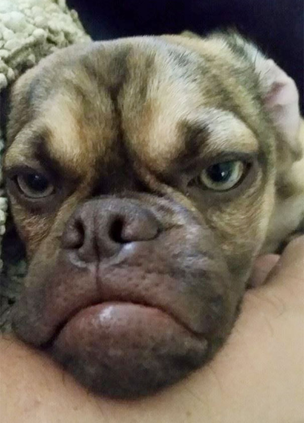 grumpy-dog-earl-puggle-meme-3