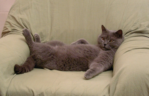 Adult cats know how to chill, and let you chill too.