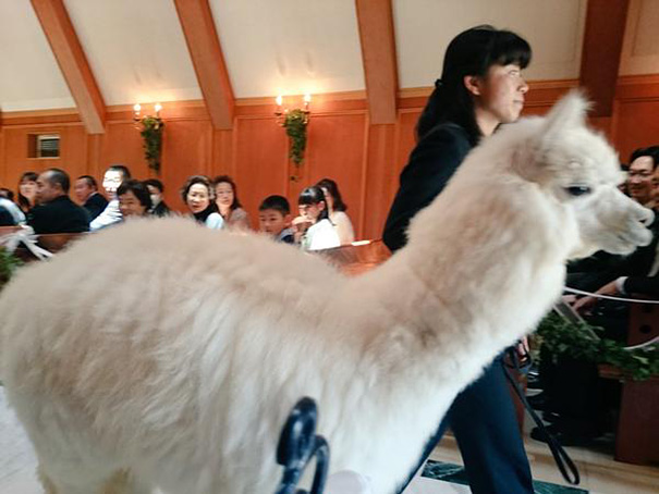 wedding-alpaca-witness-Epinard-Nasu-japan-2