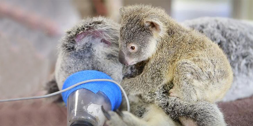 baby-koala-mom-surgery-australia-zoo-2