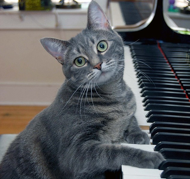There are many popular video cats 'playing' musical instruments (like the one above) but in reality they prefer music that mimics the purrs and natural high pitched sounds they produce when meowing or feeding