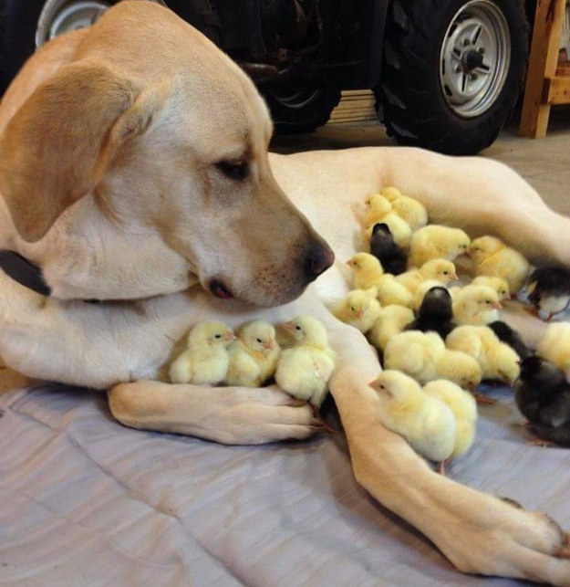 Next, consider this photo of a happy dog hanging out with his best chick buddies. The cuteness of this snuggle session is undeniable.