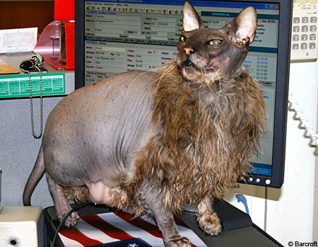 Is this the ugliest cat in the world?
