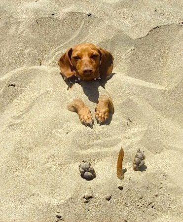 Man! This dog must love being on the beach!: 