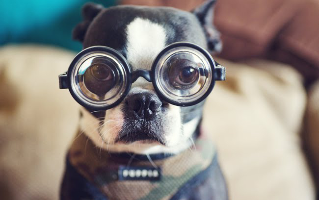 boston_terrier_glasses