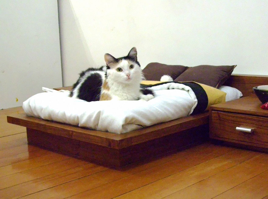 cool-cat-furniture-mattress