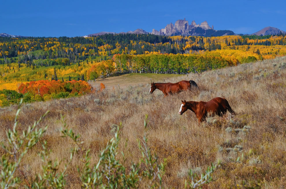 Freedom during the fall, horses roaming in colorful Colorado