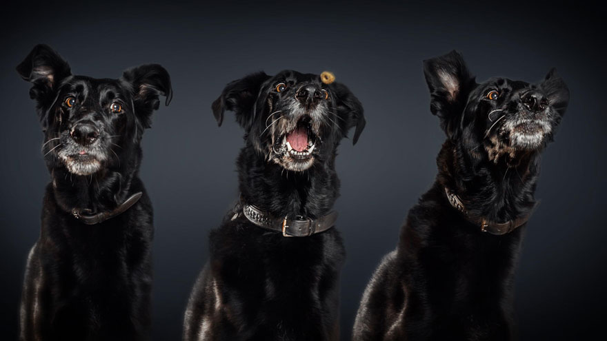 funny-dogs-catching-food-fotos-frei-schnauze-christian-vieler-18
