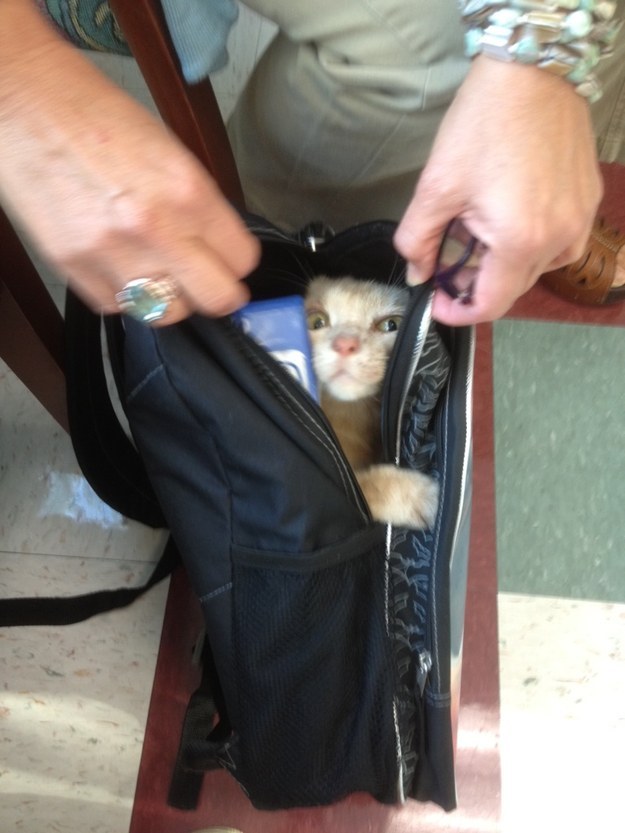 A cat who was smuggled to school by his little human.
