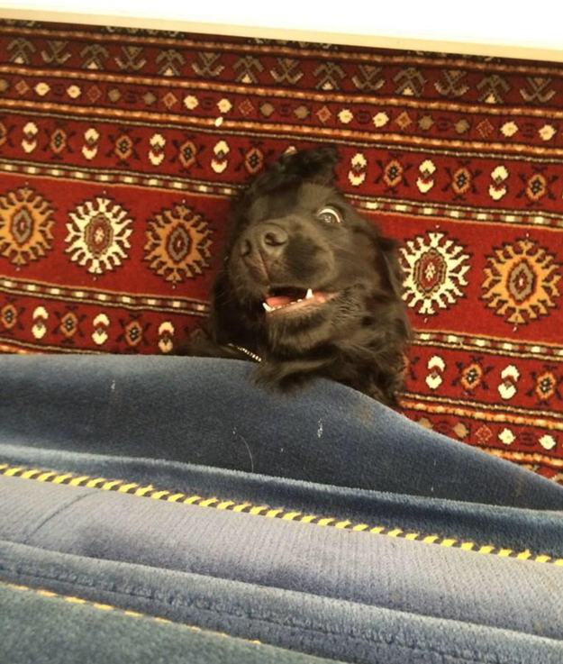This dog who got stuck under the couch and was thrilled to see his owner.