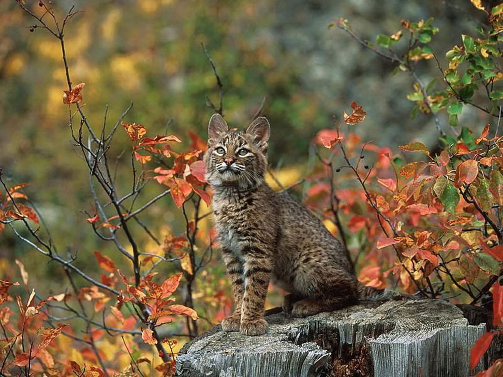 Beautiful Bobcat In Autumn