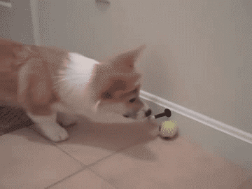 28 Animal GIFs Guaranteed To Make Your Worries Disappear