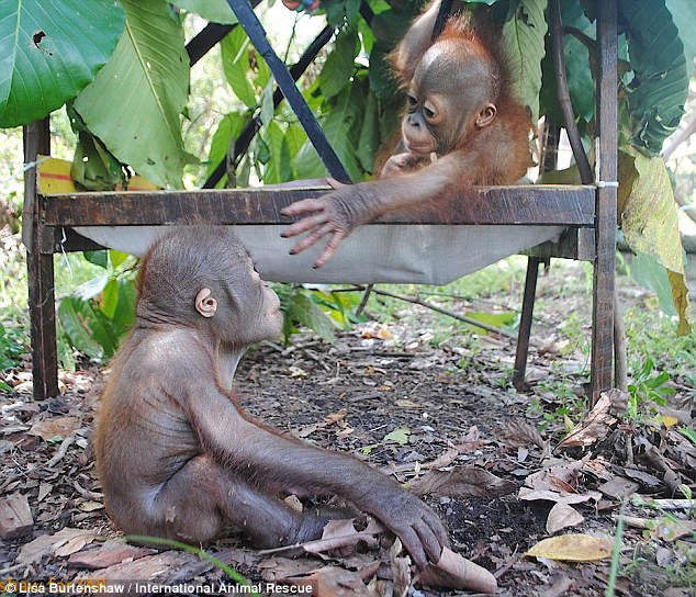 Reaching out: International Animal Rescue - the charity that saved Budi (bottom) - hope his friendship with Jemmi will mean they both become less dependent on humans