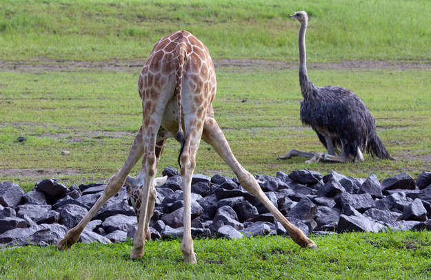 A giraffe whose legs are stealing the show until you see THAT OSTRICH SITTIN' ALL CASUAL.