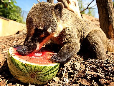 funny animal pictures, funny animal eating, animals eating watermelon, cat eating watermelon, hippo eating watermelon, polar bear eating watermelon