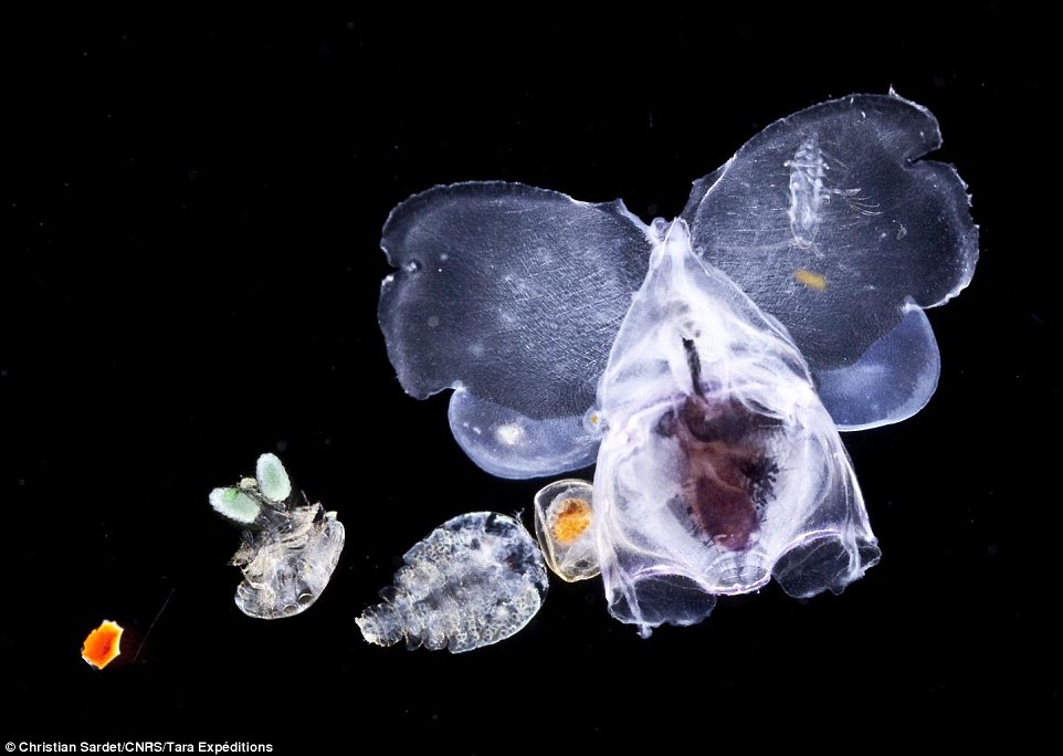 The Tara Oceans expedition collected these small zooplanktonic animals in the Indian Ocean: a molluscan pteropod on the right, and 2 crustacean copepods. On the left is a fragment of orange paint fromthe ship they used, for scale.