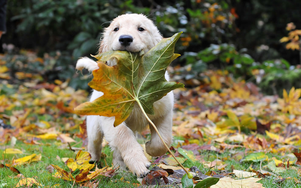 During Autumn Playful pup toting a huge fallen leaf