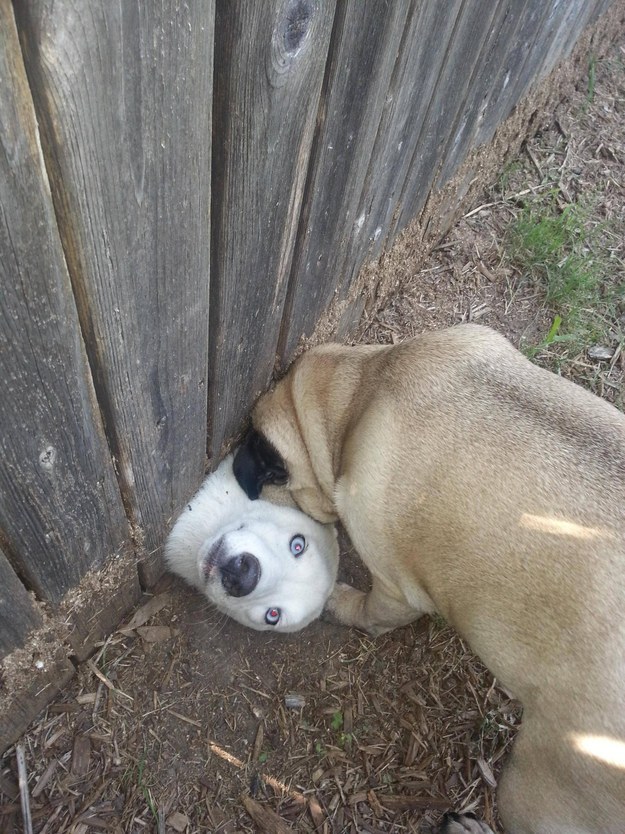 This dog who stuck its head where it wasn't supposed to be: