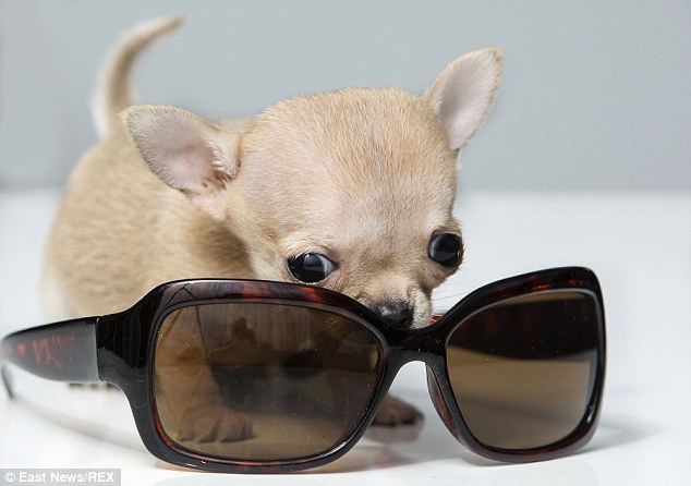 Toudi's owner says he provides a lot of fun for the family. These sunglasses are maybe a little too big for this pup