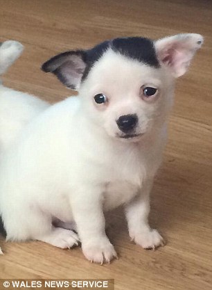 With a patch of black 'fringe' and a tiny moustache, the eight-week-old dog bears a striking resemblance to the Nazi leader
