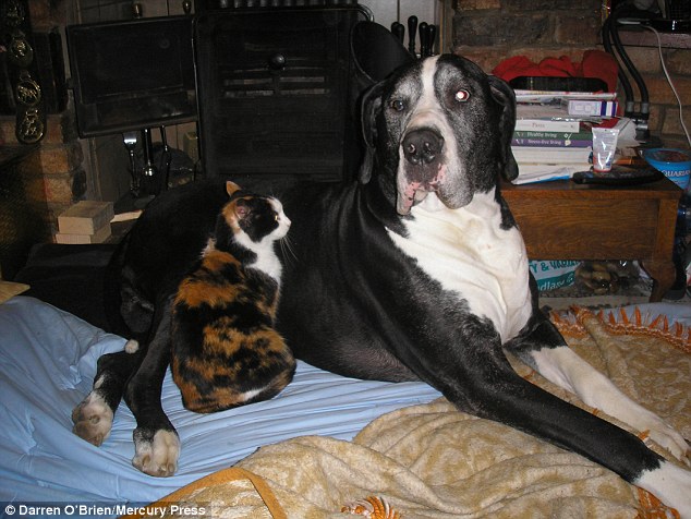 Yogi the Great Dane with his best friend Toffee the cat. The pair often curl up to sleep together on his sofa