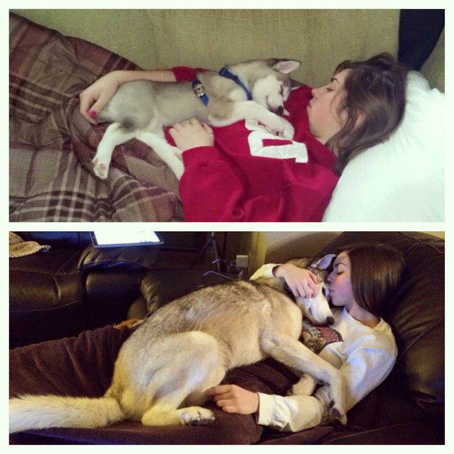 husky-puppy-couch-girl