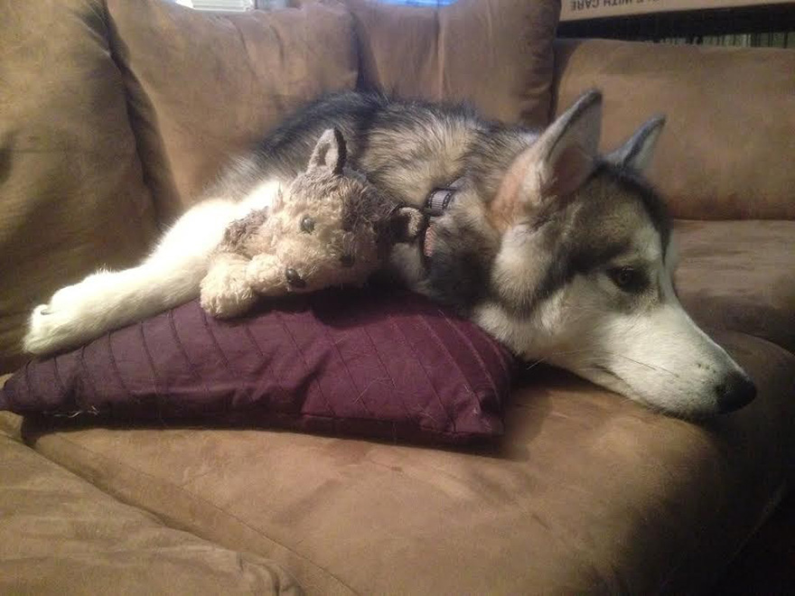 malamute-luca-dog-toy-forever-karissa-lerch-4