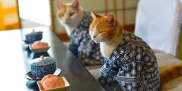 Kimono Cat