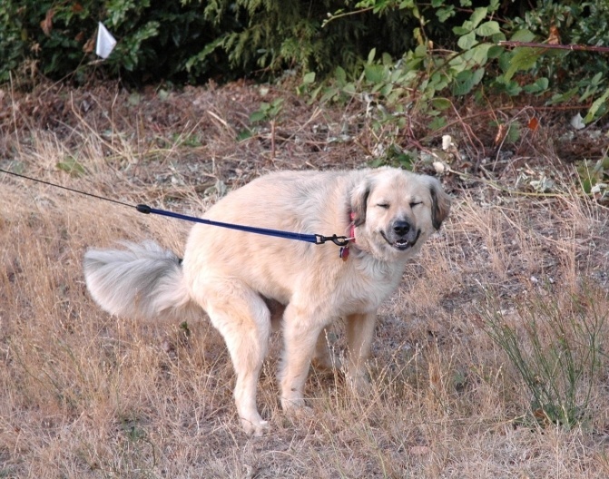 dogweirdpoopface
