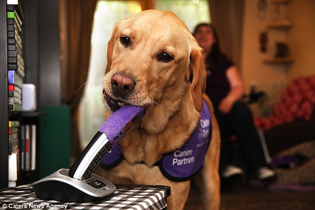 The animal regularly collects the phone as Ms Syversten's condition puts her at risk of injury if she gets it
