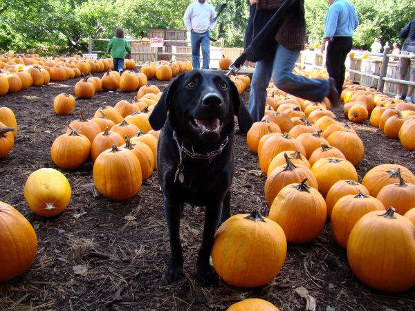 autumn dog pumpkin