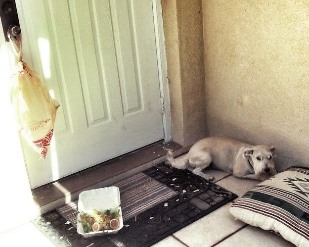 This dog who realized it was only a salad: