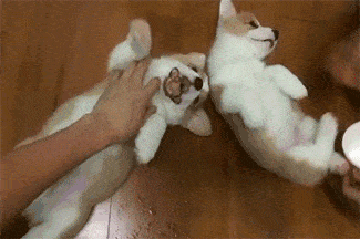 28 Animal GIFs Guaranteed To Make Your Worries Disappear