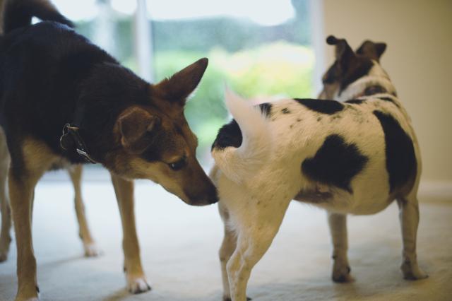 dog sniffing butt of other dog - Gerard Brown/Dorling Kindersley/Getty Images