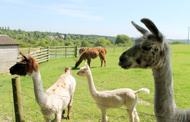 The Llama Park in East Sussex is a magical place, home to over 30 llamas and alpacas.