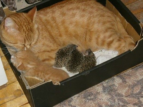 Котоёжки