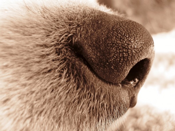 dog nose