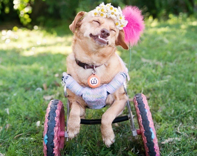 Daisy the Dog Smiling in her Wheelchair