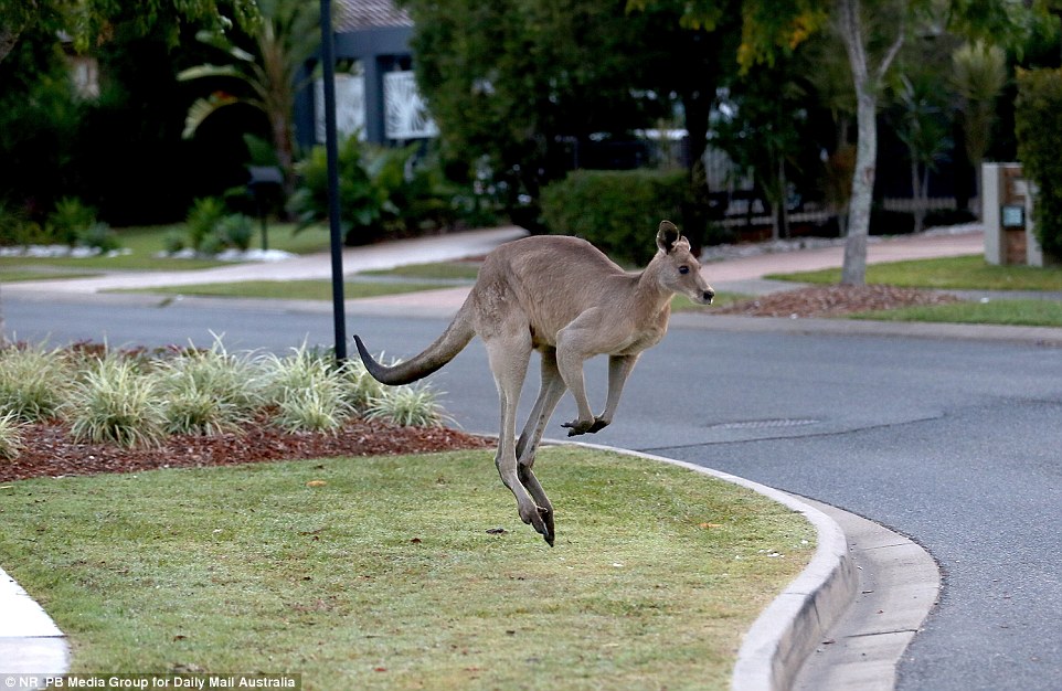 Over the past week the intimidatingly large marsupial has been spotted boldly wandering the streets of North Lakes