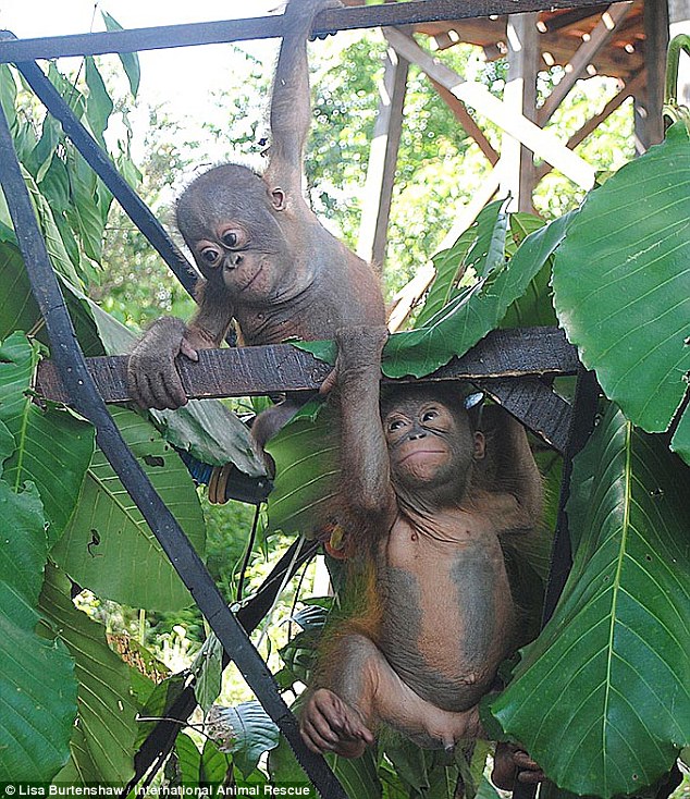 Playtime: Budi (top) was much more shy than his new friend Jemmi (bottom) who curiously inspected the rescued orangutan