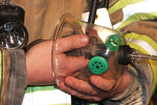 cat-revived-oxygen-mask-fire-department-2