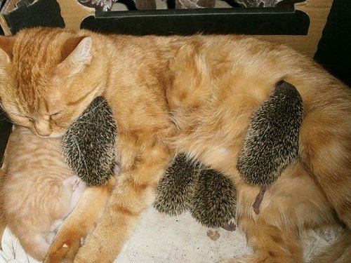 Котоёжки